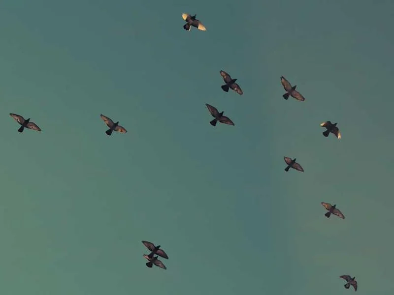 안산하수구막힘